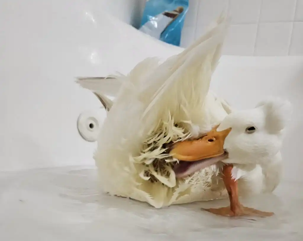 duck with prolapse taking a bath