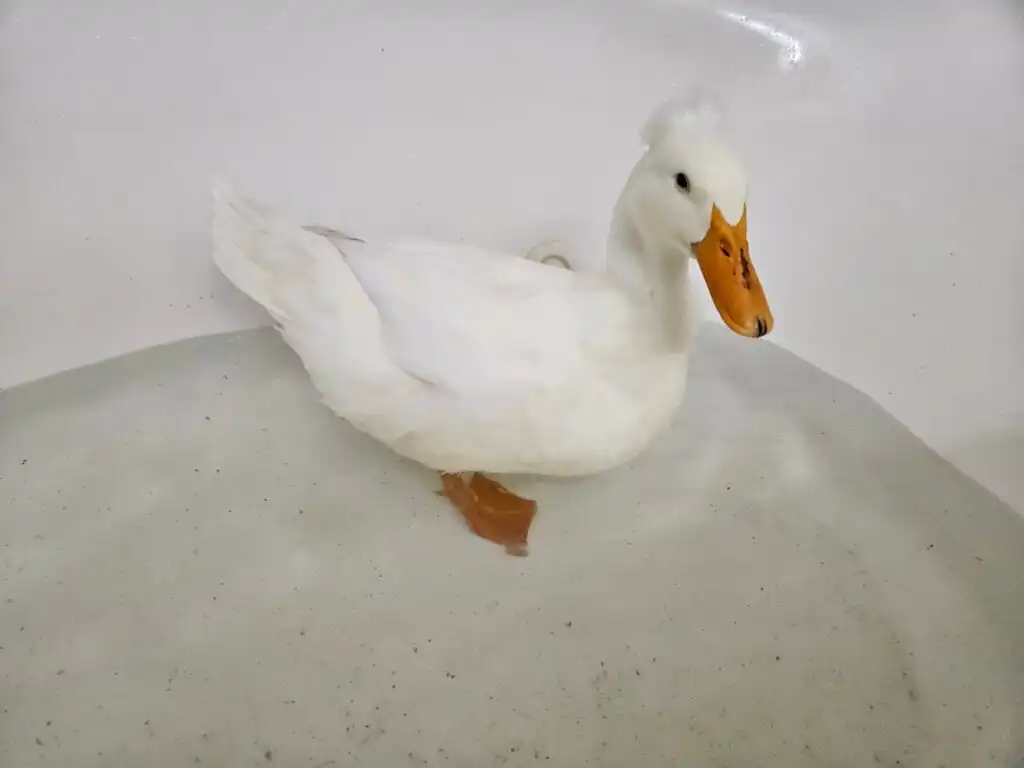 duck in bath tub