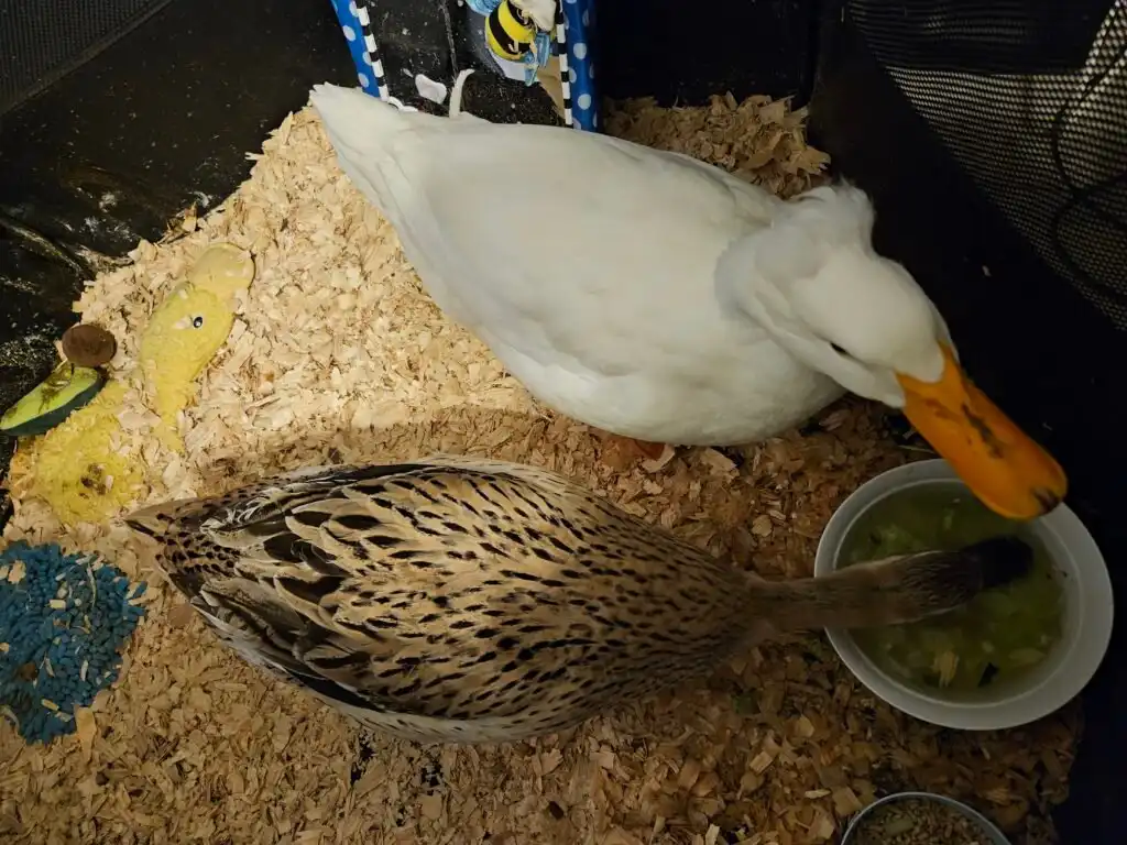 two ducks inside