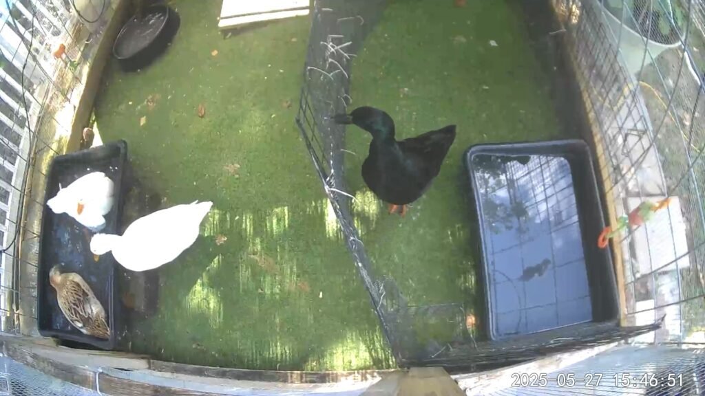 ducks