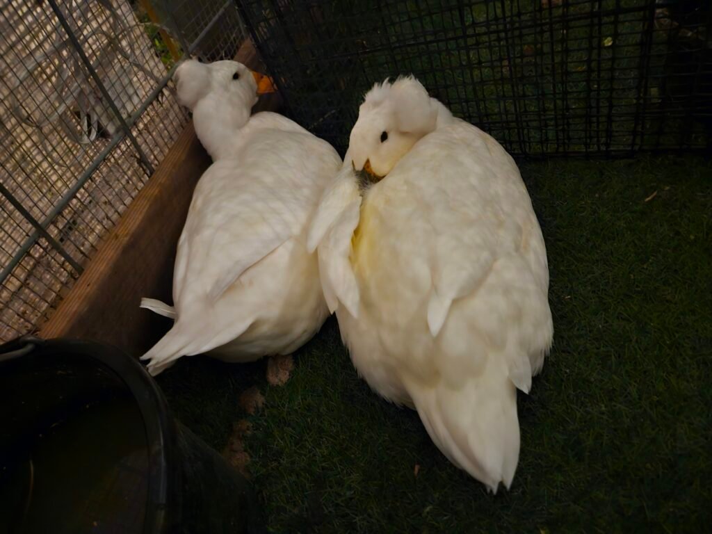 ducks