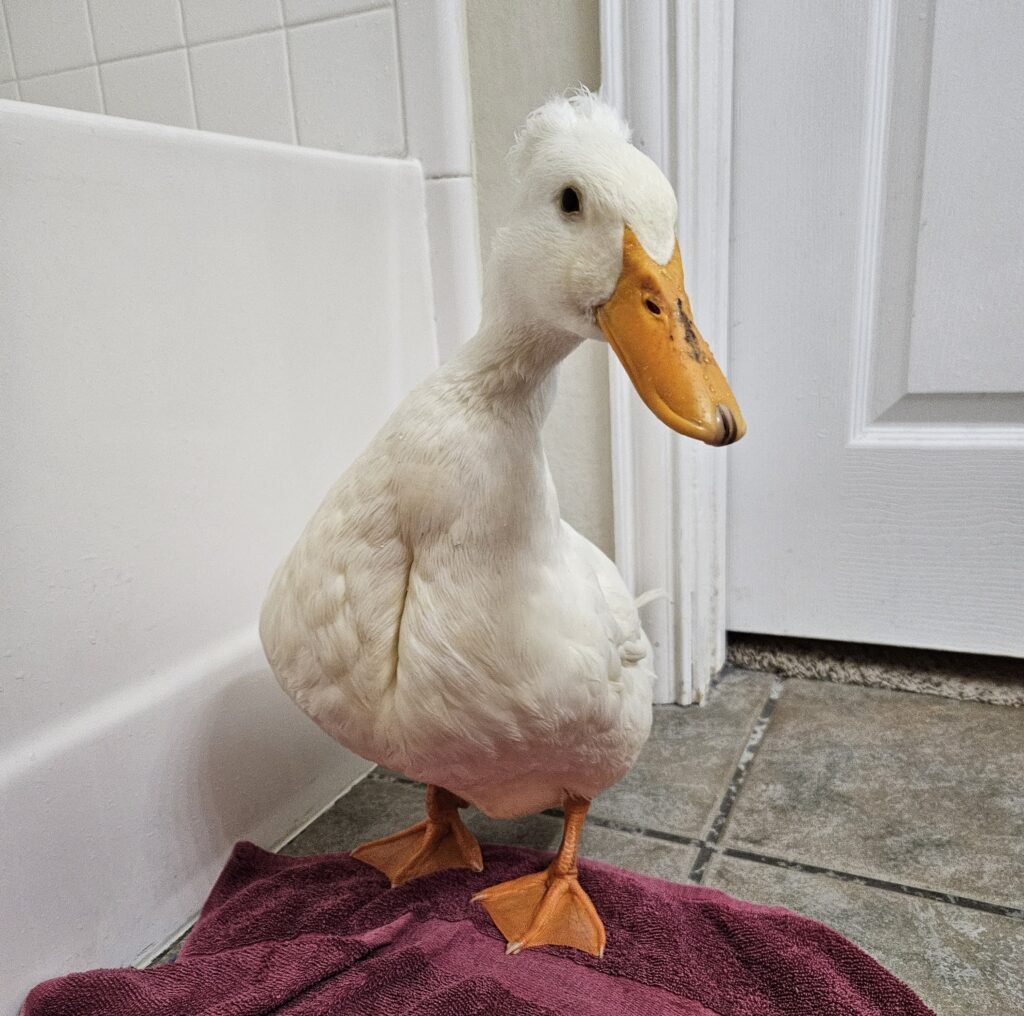 duck in the bathroom