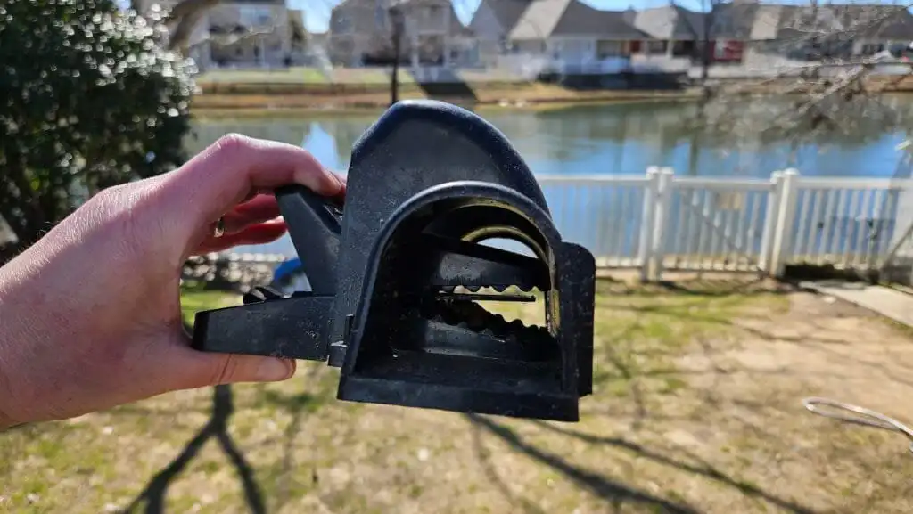 rodent control in the duck run