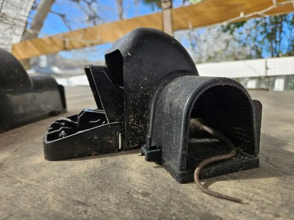 rodent trap