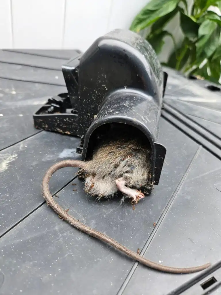 rat in trap