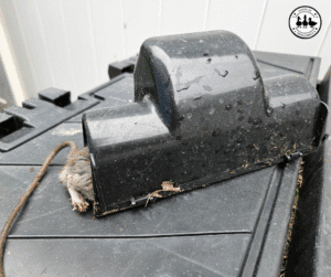rodent control
