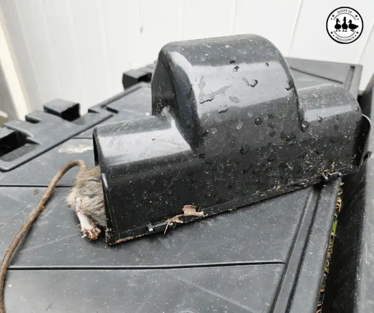 rodent control