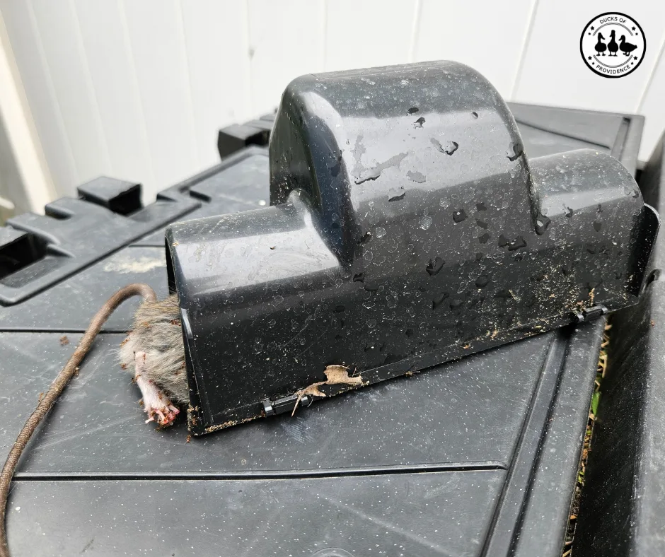 rodent control
