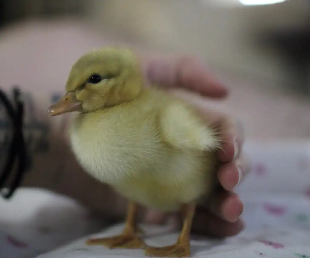 Saxony duck duckling