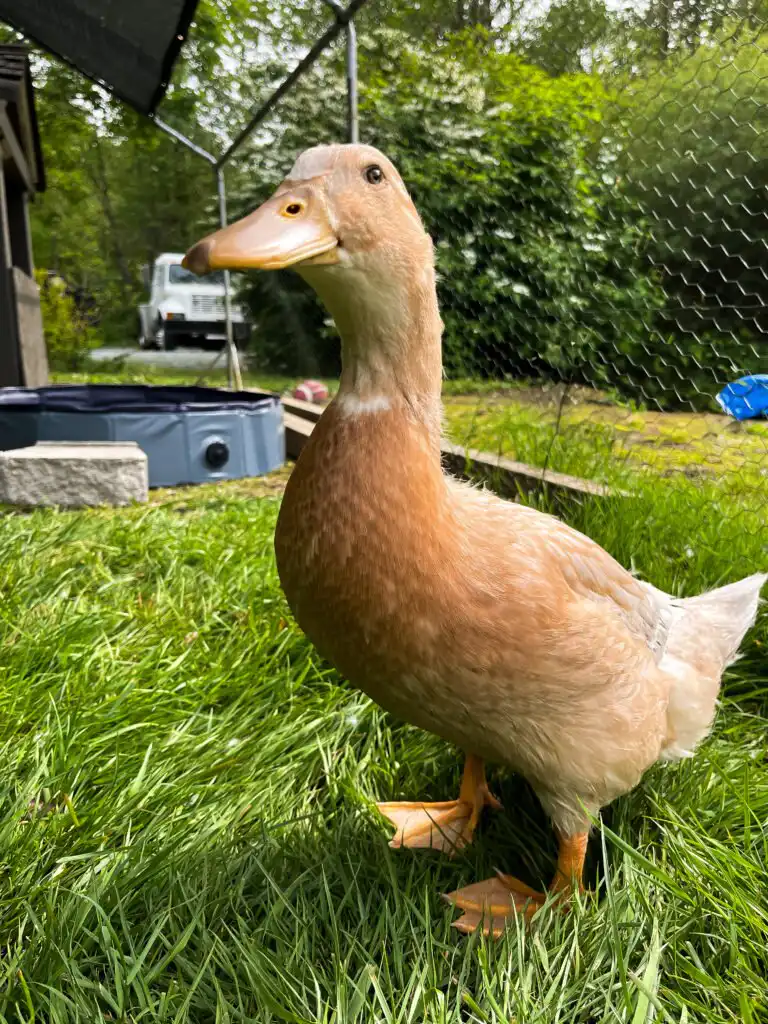 saxony duck
