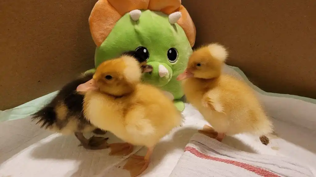 plush toys for ducks