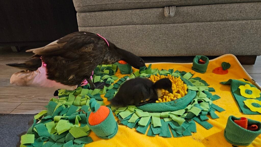 toys for ducks: snuffle mat