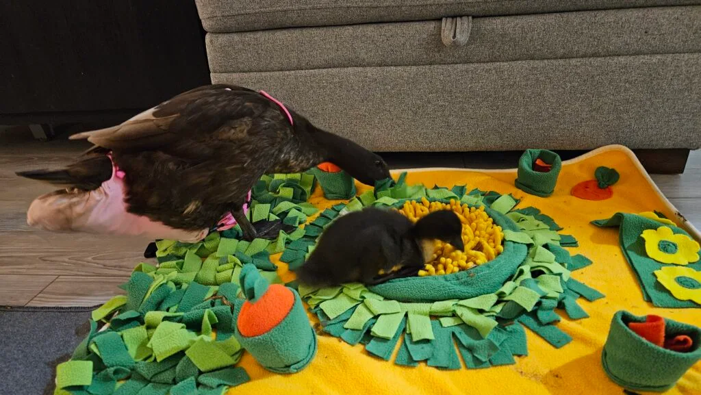 toys for ducks: snuffle mat