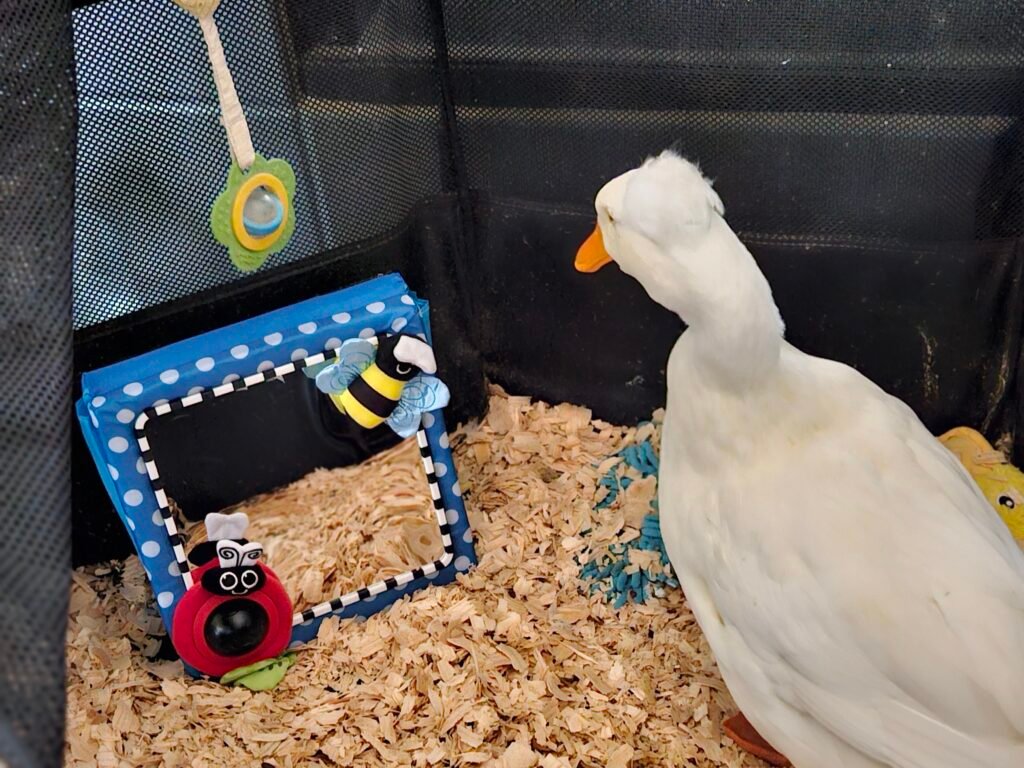 duck with mirror