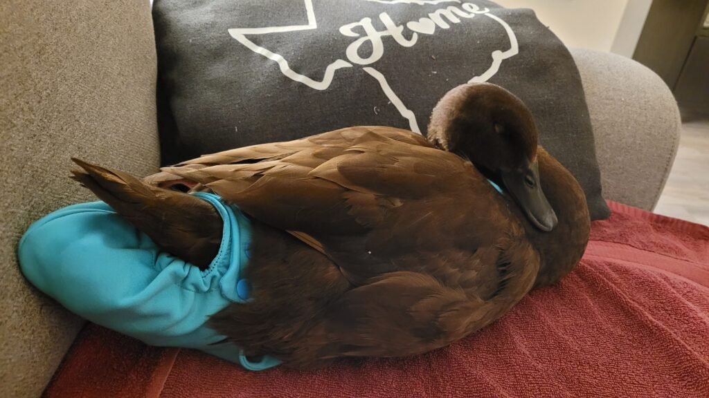 indoor pet ducks