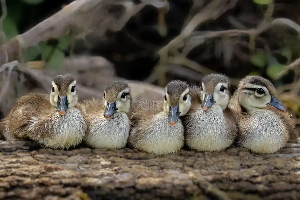 Wood Duck Ducklings