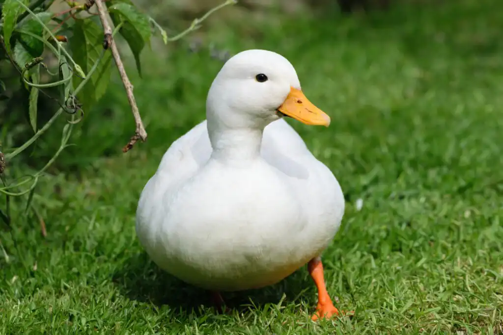 White Call Duck