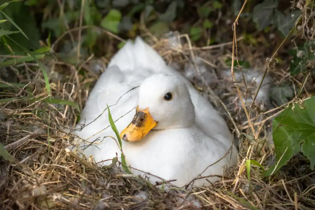 Broody Call Duck