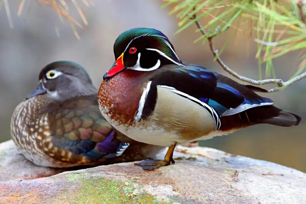 wood ducks