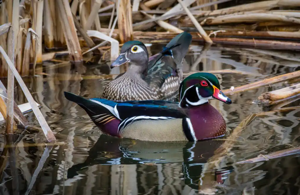 male and female wood duck