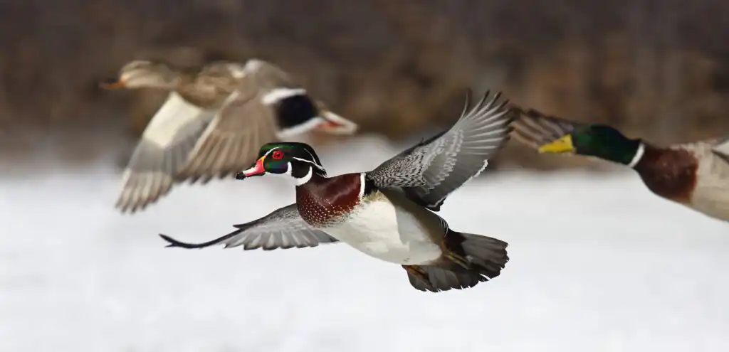 wood duck flying