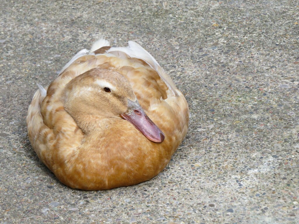 Buff Orpington duck