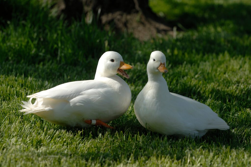 White Call Ducks