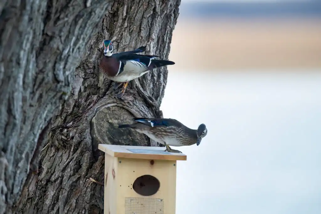 Drake wood duck perched above a nesting box with a hen on the roof.