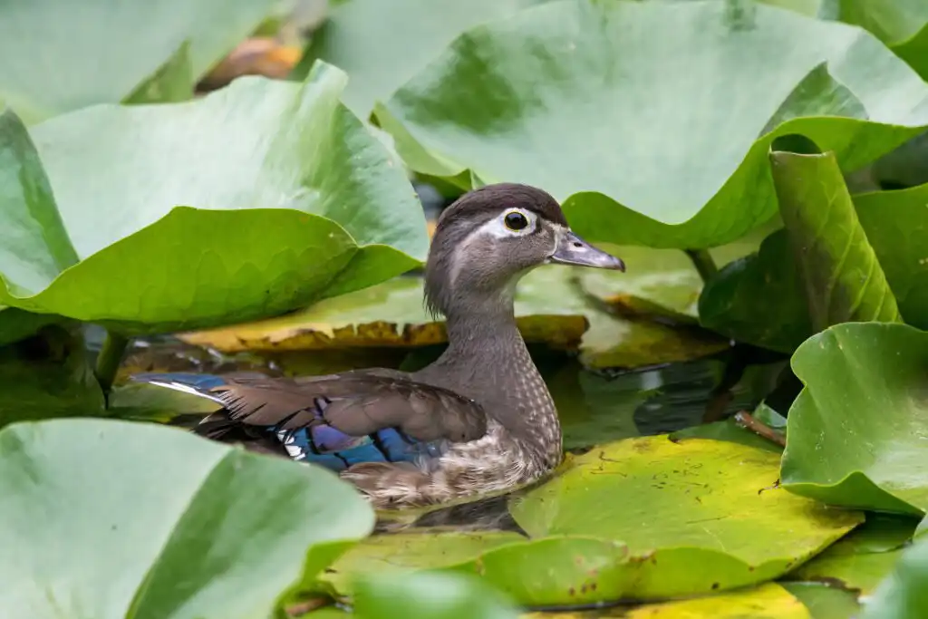 female wood duck