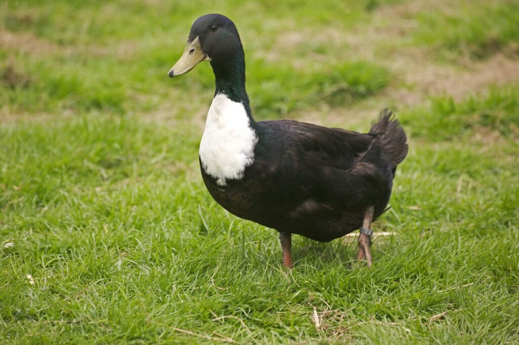 Duclair duck
