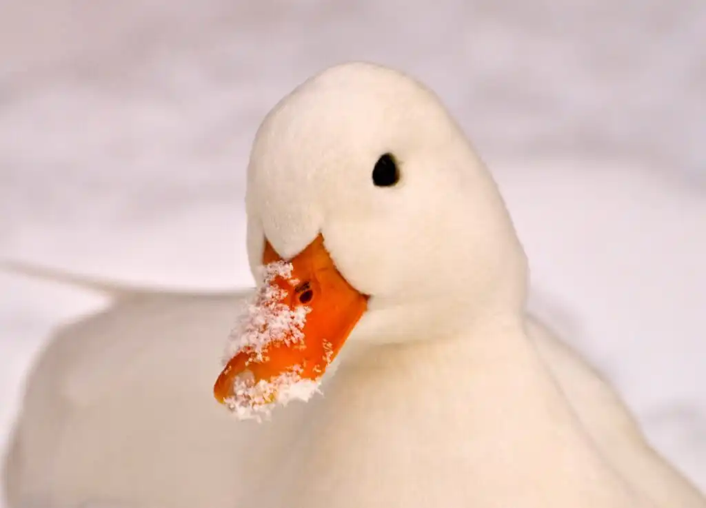 Call Duck in the snow