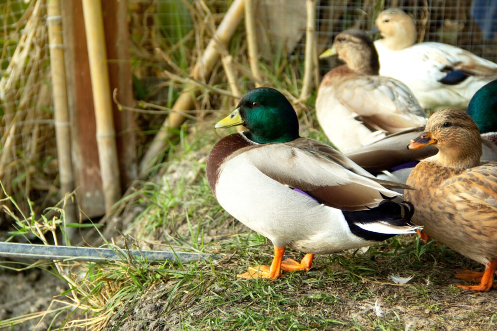 group of Call Ducks
