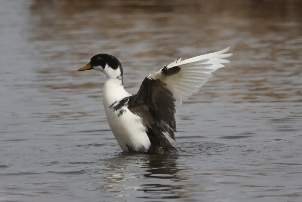 Magpie Duck