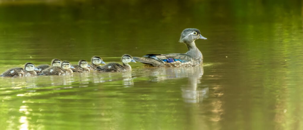 Female wood duck with ducklings on a pond.