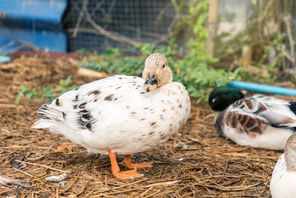 Call Ducks