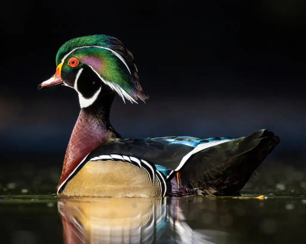 male wood duck