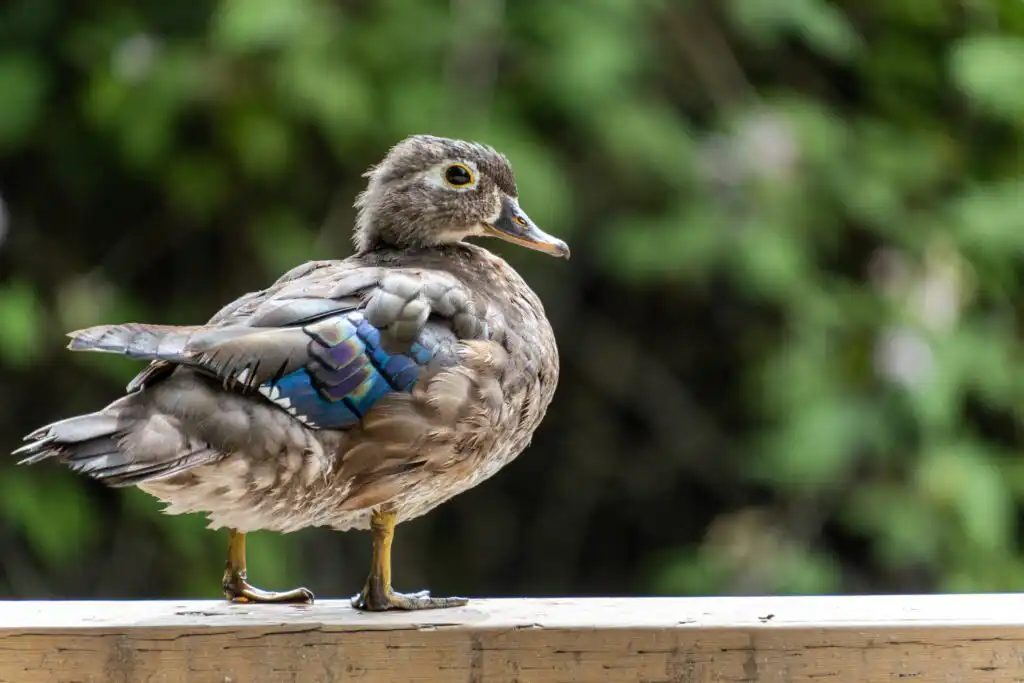 female wood duck