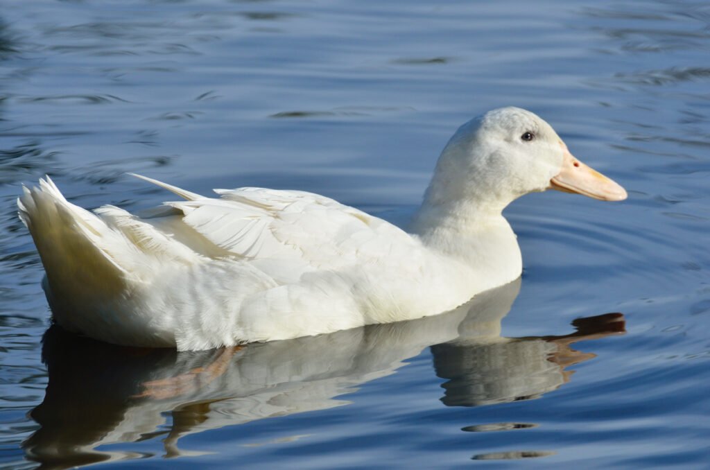 Aylesbury duck