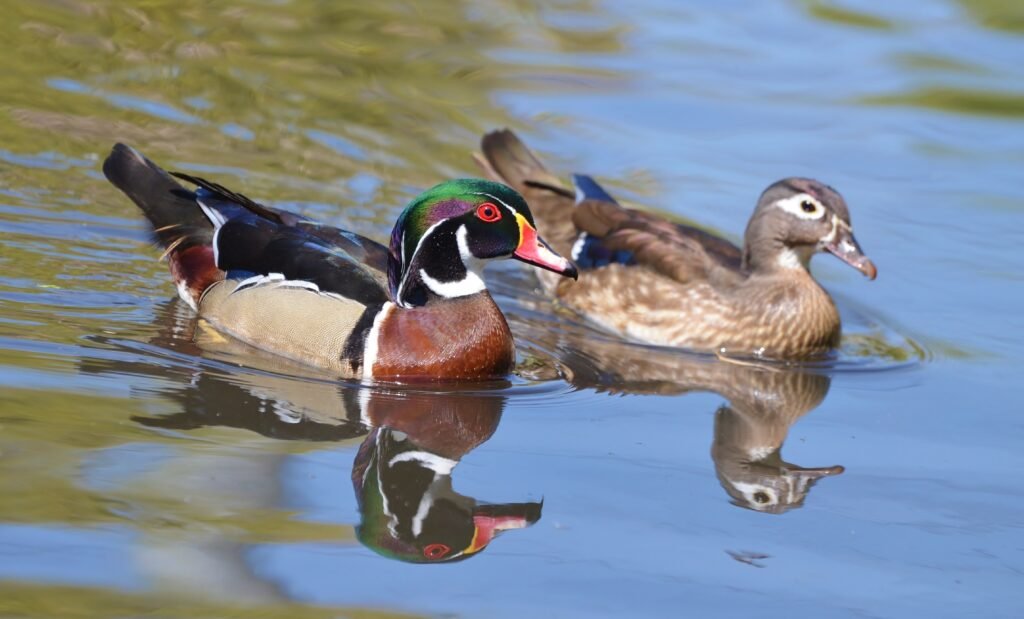 wood ducks swimming