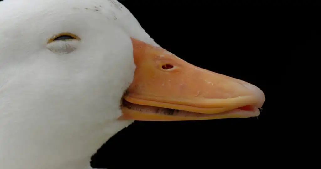 closeup of a Call Duck