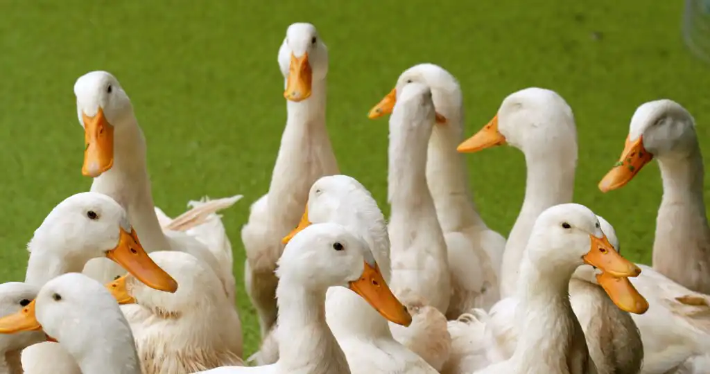 White Layer Ducks