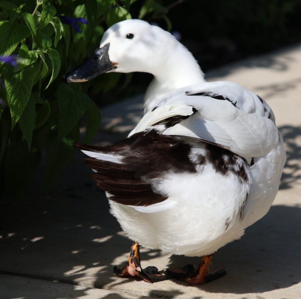 Ancona Duck