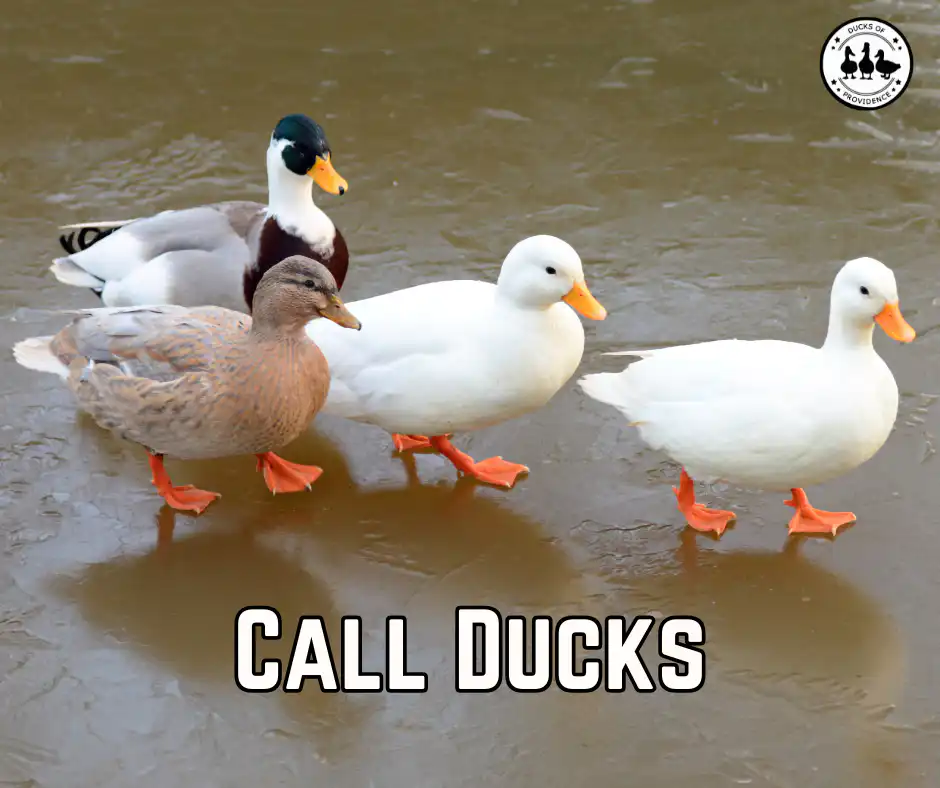 Call Ducks
