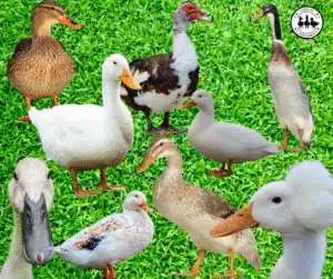 Duck Breed Comparison