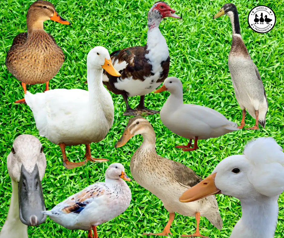 Duck Breed Comparison