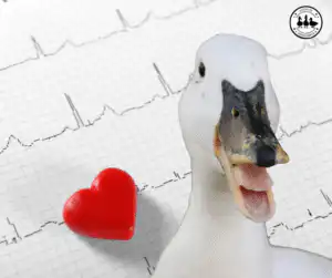 Duck Diagnostic Chart