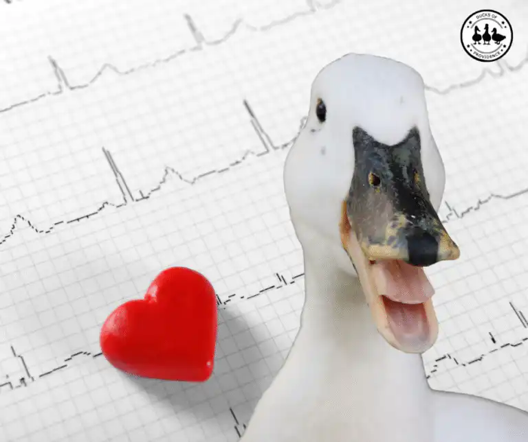 Duck Diagnostic Chart