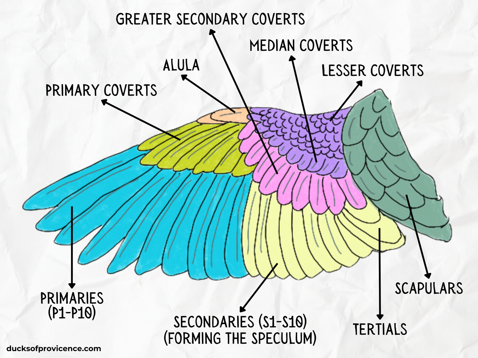 Duck Wing Anatomy