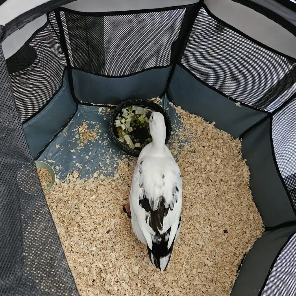 supportive care for ducks: duck inside the house in a soft sided playpen