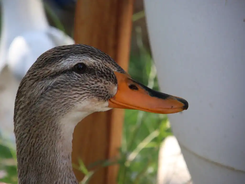 mallard hybrid duck